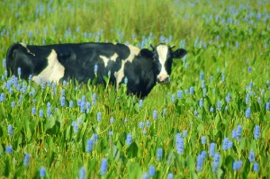 A grass-fed cow